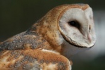 Thumbnail image for Thumbnail image for lsnc barn owl 2.jpg